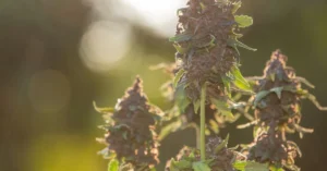 Sub Zero Strain is a balanced hybrid cannabis strain known for its crisp, cooling terpene profile, high THC content,